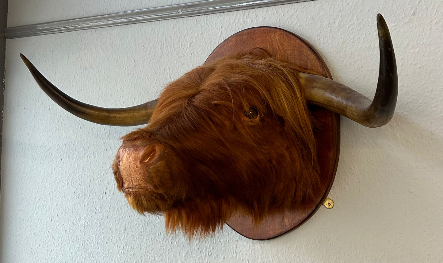 Large Scottish Highland Cow